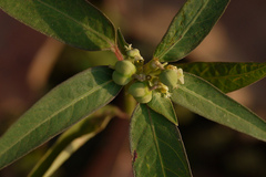 Euphorbia heterophylla